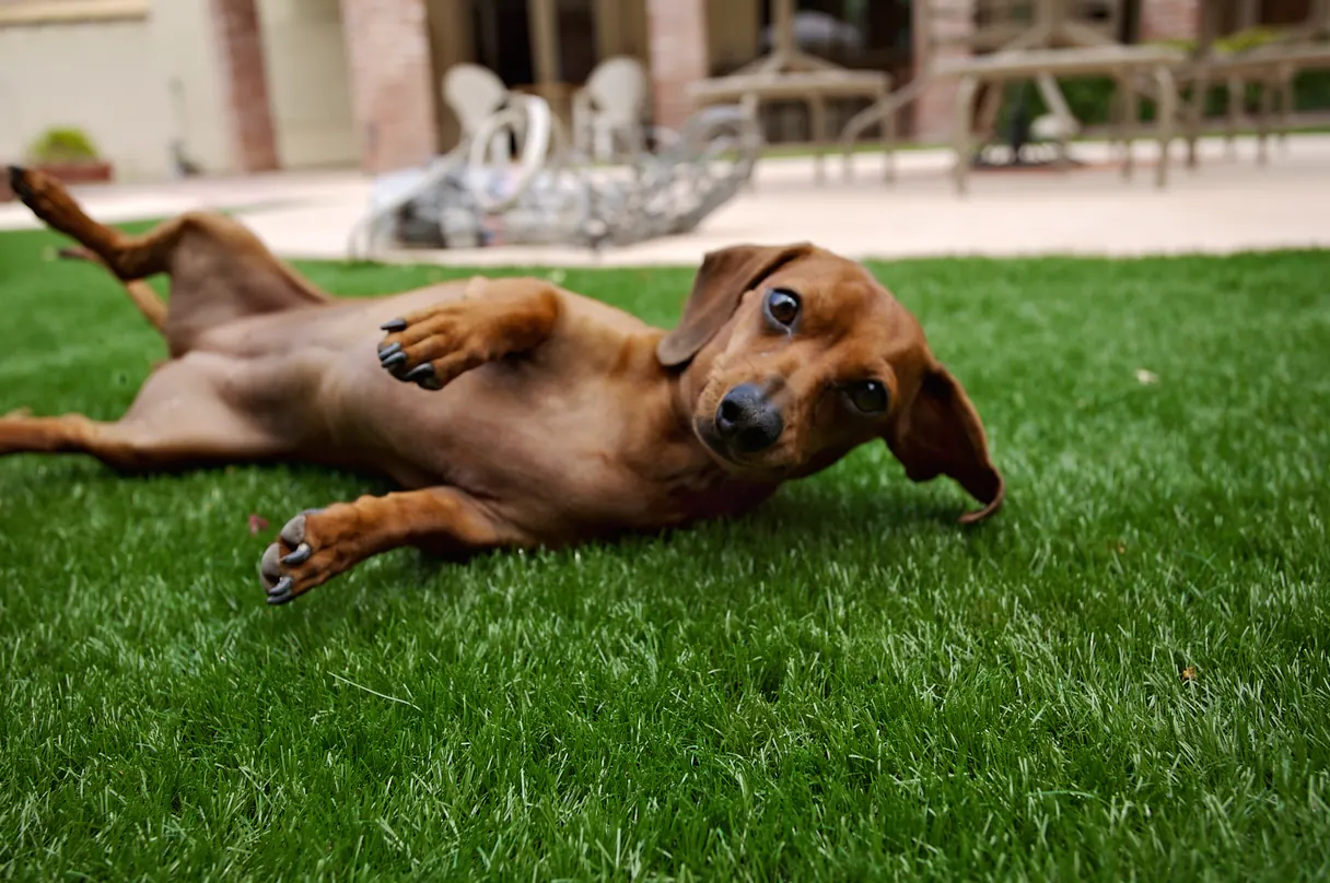 Dachshund rolling on its back on soft SYNLawn pet turf