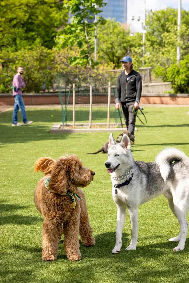 Dogs and owners at a dog park surfaced with artificial turf